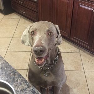 Meet your Posher, Lee